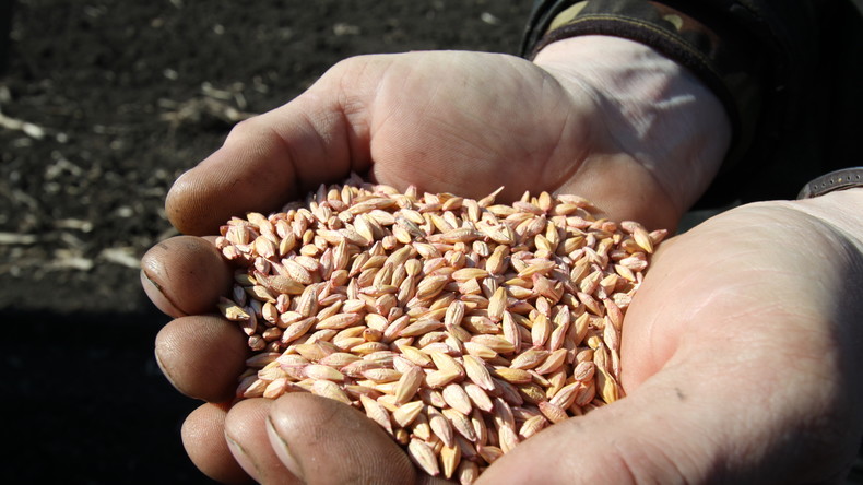 La Russie suspend ses exportations de céréales jusqu'au 1er juillet