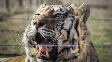 Un tigre bâille au Wild Animal Sanctuary le 5 avril 2020 à Keenesburg, Colorado, Etats-Unis (image d'illustration).