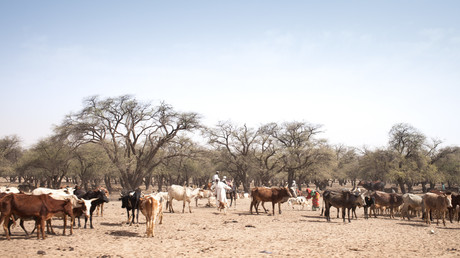 Le Tchad a commencé à rembourser en bétail une dette de 100 millions de dollars à l’Angola