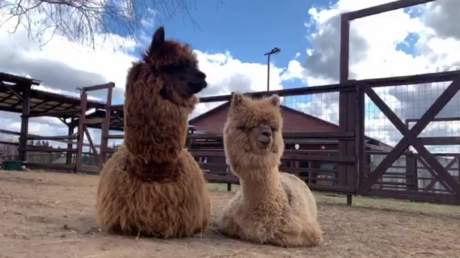 Les animaux s'invitent dans vos «apéros vidéo» pour... sauver les zoos