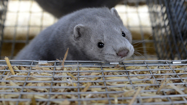 Les Pays-Bas vont abattre plus de 10 000 visons par crainte de propagation du Covid-19