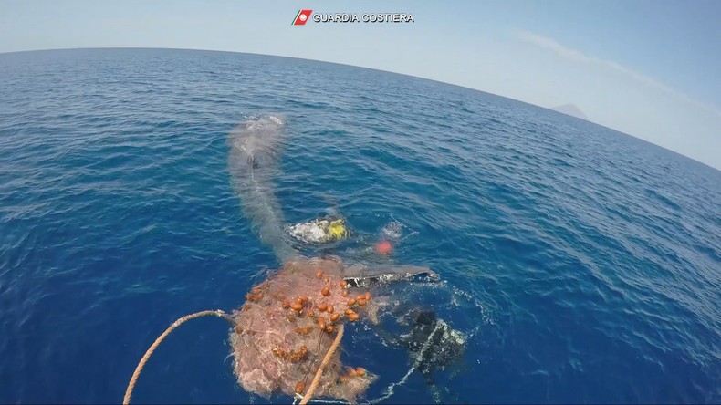 Italie : des garde-côtes libèrent un cachalot piégé par un filet de pêche