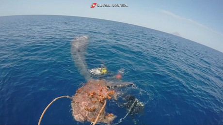 Italie : des garde-côtes libèrent un cachalot piégé par un filet de pêche
