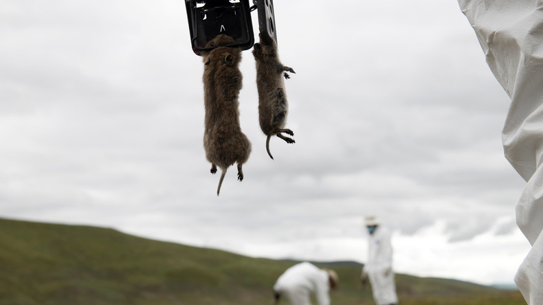 Nouveau cas de peste détecté dans le nord de la Chine, les habitants d'un village testés
