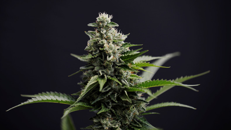 Stupéfiants : l'amende forfaitaire de 200 euros est arrivée