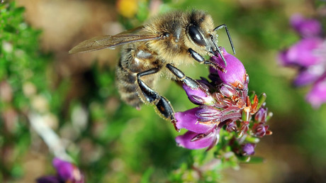 Retour des néonicotinoïdes «tueurs d’abeille» : une décision gouvernementale controversée