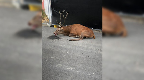 Un cerf se réfugie dans le centre-ville de Compiègne après une chasse à courre (IMAGES)