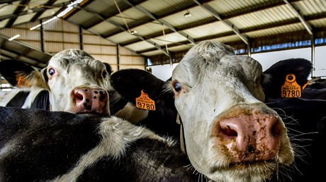 Vaches photographiées le 14 décembre 2017 dans la ferme d'élevage intensive connue sous le nom de «ferme de 1 000 vaches», près de Drucat, dans le nord-est de la France (image d'illustration).