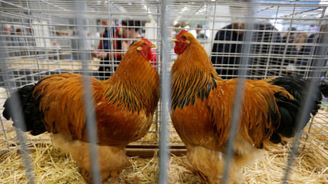 Le confinement des volailles et la pose de filets de protection ont été décidés, face à un risque élevé de retour de la grippe aviaire.