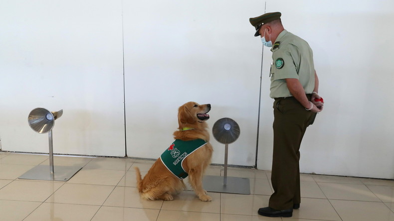 Les chiens renifleurs, meilleurs amis de l'Homme dans le dépistage du Covid-19 ?