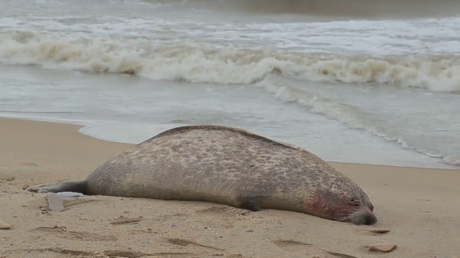 Russie : mystérieuse hécatombe de près de 300 phoques de la mer Caspienne