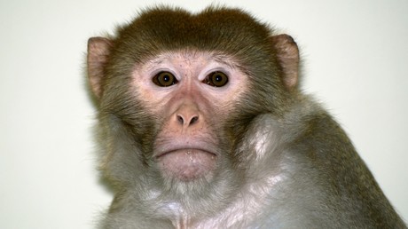 La Nasa accusée d'avoir abattu l'ensemble de ses singes en une journée