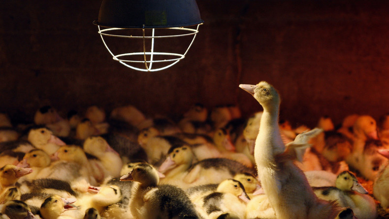 200 000 canards abattus et 61 foyers de grippe aviaire en France selon le ministère de l'Agriculture