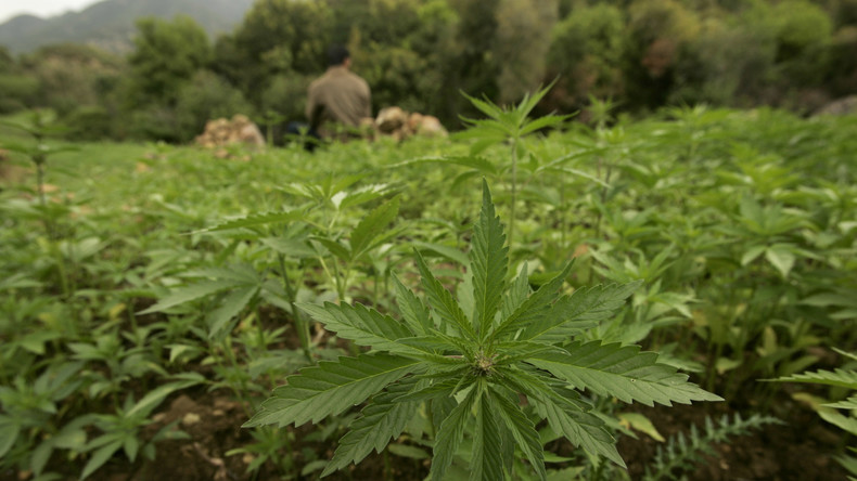 Maroc : un projet de loi sur l'«usage légal» du cannabis au menu d'une réunion gouvernementale