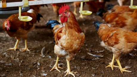 Grippe aviaire H5N8 : la Russie annonce avoir détecté le premier cas de transmission à l'humain