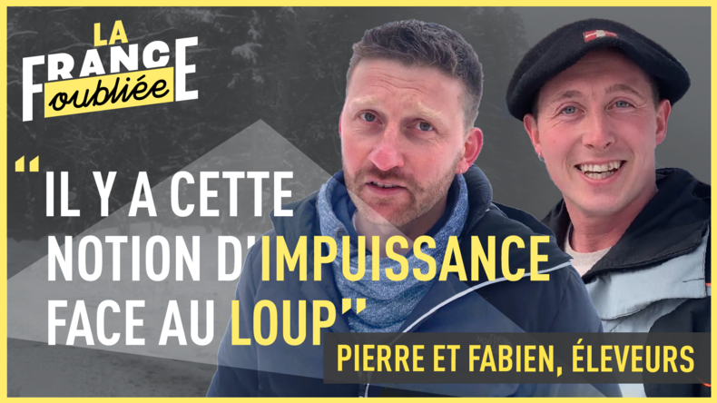 La France oubliée - Face au loup, l’impuissance des éleveurs de Haute-Savoie
