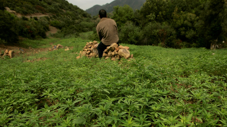 Maroc : feu vert du gouvernement à la légalisation du cannabis thérapeutique