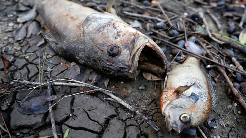 Des milliers de poissons retrouvés morts dans une rivière à la suite d'une pollution chimique