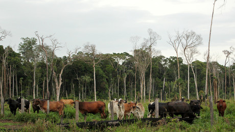 Déforestation en Amazonie : 11 ONG assignent en justice le groupe Casino