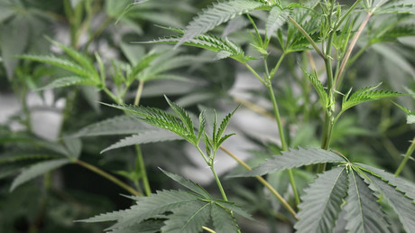 Plant de cannabis photographié en Californie (image d'illustration).
