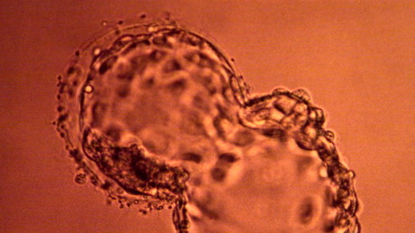 Des scientifiques ont réussi à créer des embryons chimères homme-singe