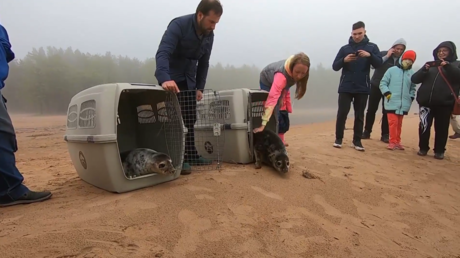 Russie : deux phoques secourus relâchés dans le golfe de Finlande
