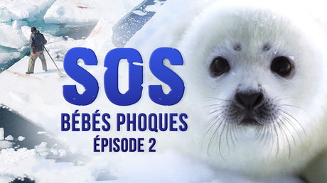 SOS bébés phoques - Episode 2