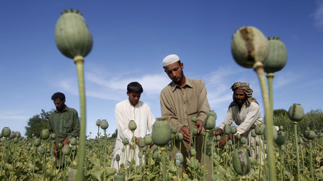 Ouvriers agricoles dans un champs de pavot près de Jalalabad en Afghanistan, photographiés en octobre 2016 (illustration).