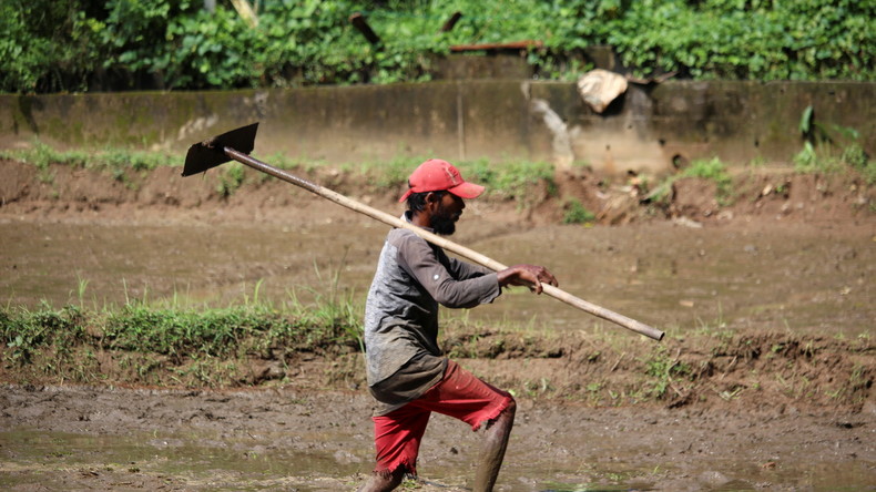Pour assurer sa sécurité alimentaire, le Sri Lanka suspend son programme d'agriculture biologique