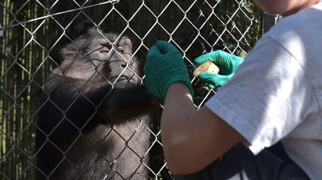 Une expérience scientifique réalisée sur un singe à Niederhausbergen, en France, le 30 août 2016 (image d'illustration)