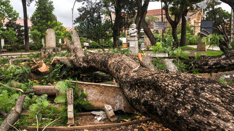 Un arbre déraciné et tombé sur un jardin public dans le centre d'Antsirabe est vu après le passage du cyclone Batsirai le 6 février 2022