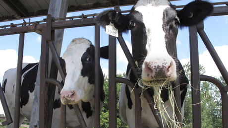 Des vaches