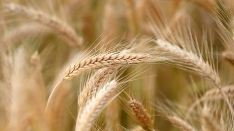 Les premiers navires exportant des céréales depuis l'Ukraine pourraient partir dès le 1er août 2022, a annoncé la présidence turque