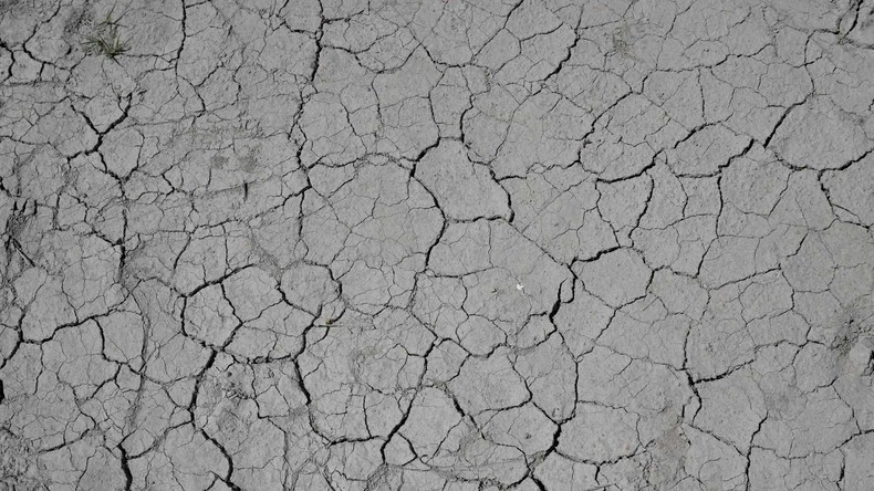 Une plante sauvage sur un sol craquelé par la sécheresse lors d'un épisode de chaleur exceptionnel en France, le 19 mai 2022 à Saint-Gilles, dans le sud (image d'illustration).