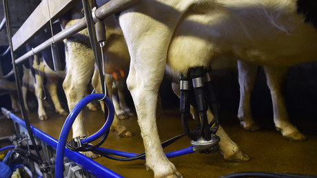 Un agriculteur trait des vaches laitières Pie Noir françaises le 14 février 2017 à Plesse, dans l'ouest de la France.