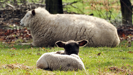 Lozère : tensions entre forces de l'ordre et éleveurs lors d'un rassemblement anti-loups (VIDEO)