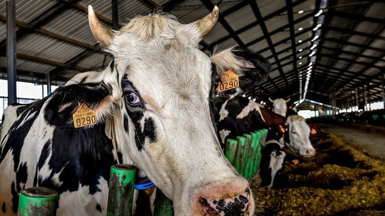 Inquiétude chez les agriculteurs : la Cour des comptes veut réduire le cheptel pour motif écologique