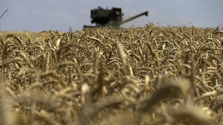 Un champ de blé à Novoazovsk, près de Marioupol, le 31 juillet 2022 (photo d'illustration).