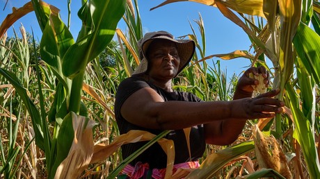 Cultivateur de maïs au Zimbabwe (mars 2024 - image d'illustration).