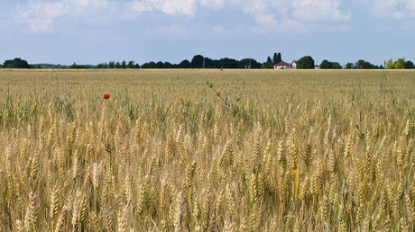 La France se dirige vers un effondrement de sa production de blé