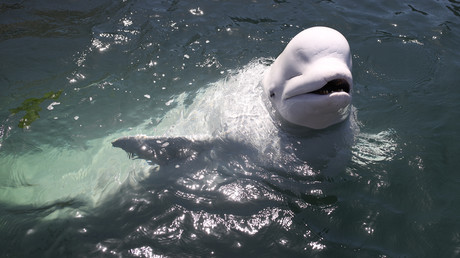 Norvège : mort mystérieuse d’une «baleine espion» russe retrouvée criblée de balles