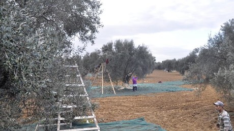 Tunisie : les recettes d’exportations de l’huile d’olive en hausse de 62%