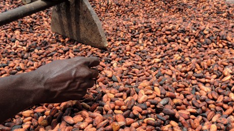 Côte d’Ivoire : le prix du cacao franchit un nouveau record