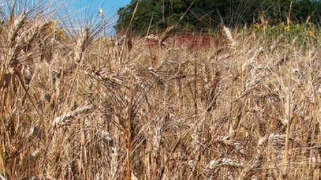 L’Algérie exclut le blé français d’un appel d’offres