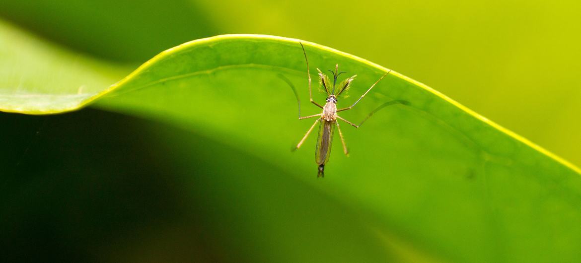 La Guadeloupe déclare une épidémie de dengue