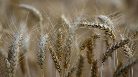 Céréales : le Maroc parie sur les importations pour compenser la chute de sa production