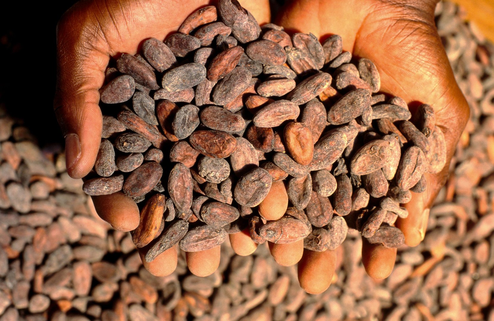 Le cacao atteint des sommets : des prix records en 2024 pour cette matière première