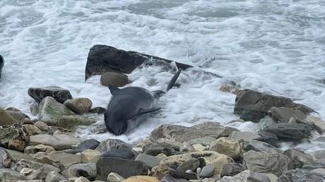 Russie : Dix dauphins morts retrouvés sur la côte de la mer Noire