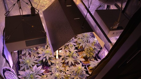 Cannabis : deux députés français proposent sa légalisation