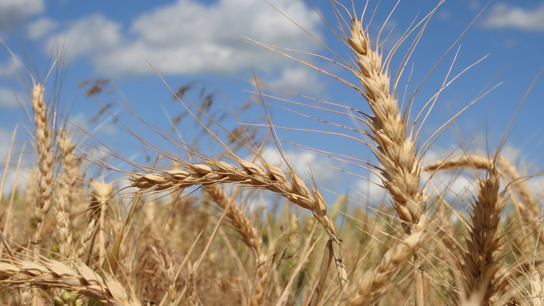 Récolte de blé en Algérie : une production record attendue pour la saison 2024-2025